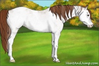 Horse Color:White Spotted Chestnut Tobiano Rabicano 