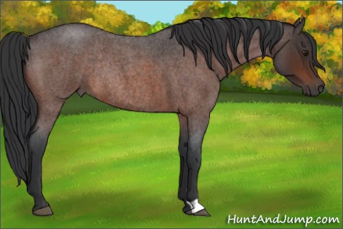 Horse Color:Brown Roan Rabicano