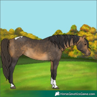 Horse Color:Buckskin Tobiano 