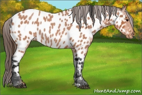 Horse Color:Bay Roan Near Leopard 