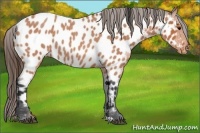 Horse Color:Bay Roan Near Leopard