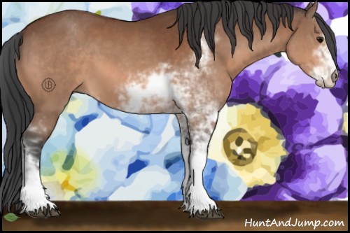 Horse Color:Bay Sabino 