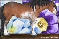 Horse Color:Bay Sabino 