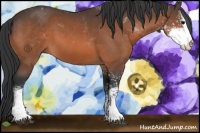 Horse Color:Bay Sabino 