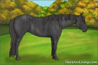 Horse Color:Black  Brindle