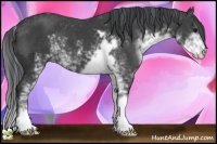 Horse Color:Black Sabino 