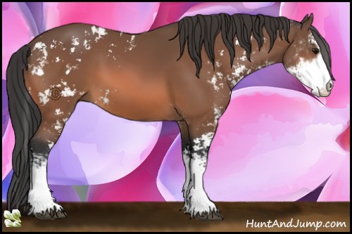 Horse Color:Bay Sabino 