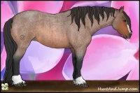 Horse Color:Bay Roan Sabino 