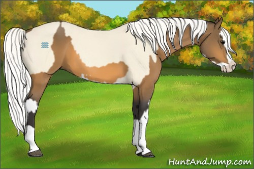 Horse Color:Buckskin Splash  and Cremello Splash 