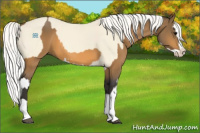 Horse Color:Buckskin Splash  and Cremello Splash 