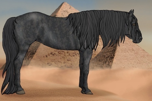 Horse Color:Black  Brindle