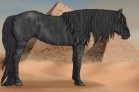 Horse Color:Black  Brindle