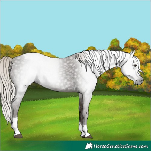 Horse Color:Gray Silver Black Tobiano 