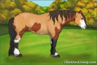 Horse Color:Bay Sabino Rabicano  and Buckskin Sabino Rabicano 
