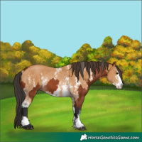 Horse Color:Bay Sabino Rabicano  and Buckskin Sabino Rabicano 