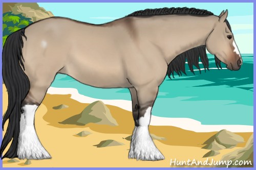 Horse Color:Bay Dun 