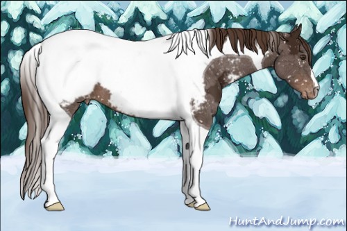 Horse Color:Liver Chestnut Ice Tobiano Appaloosa 