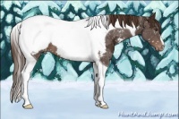 Horse Color:Liver Chestnut Ice Tobiano Appaloosa 