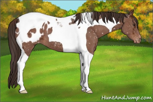 Horse Color:Liver Chestnut Ice Tobiano Appaloosa 