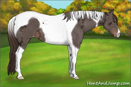 Horse Color:Liver Chestnut Ice Tobiano Appaloosa 