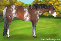 Horse Color:White Spotted Bay Varnish