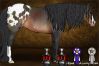 Horse Color:Brown Appaloosa 