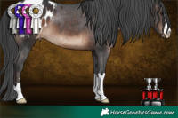Horse Color:Brown Appaloosa