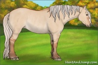 Horse Color:Silver Bay Dun Rabicano 