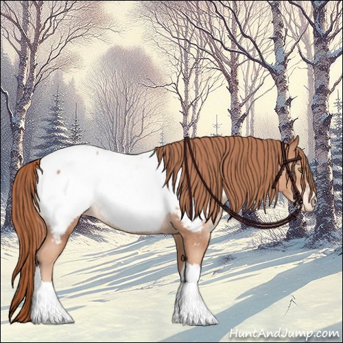 Horse Color:Gold Champagne Appaloosa Rabicano 