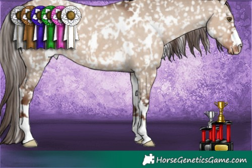 Horse Color:White Spotted Liver Red Dun Appaloosa 