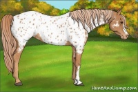 Horse Color:Chestnut Near Leopard 