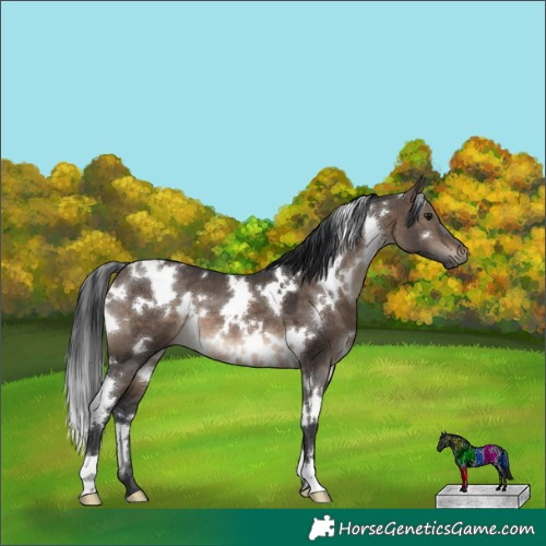 Horse Color:White Spotted Brown Dun 