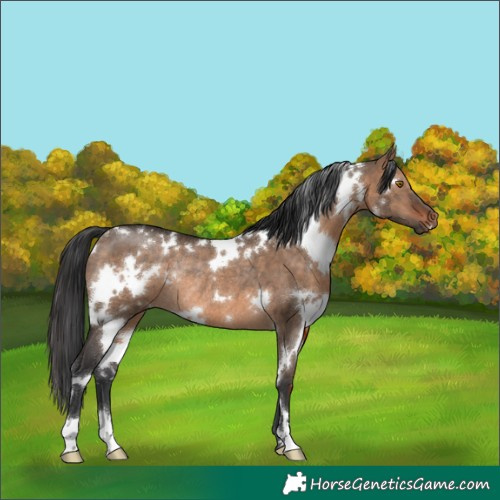 Horse Color:White Spotted Brown Dun Rabicano 