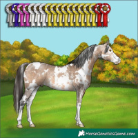 Horse Color:White Spotted Bay Dun Sabino Rabicano