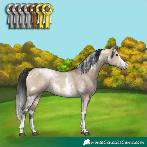 Horse Color:White Spotted Brown Dun Sabino Rabicano