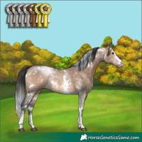 Horse Color:White Spotted Brown Dun Sabino Rabicano 