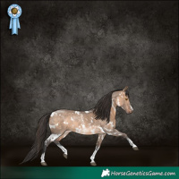 Horse Color:White Spotted Brown Dun Sabino Rabicano 