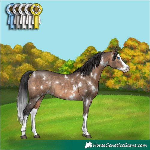 Horse Color:White Spotted Brown Dun Splash Rabicano 