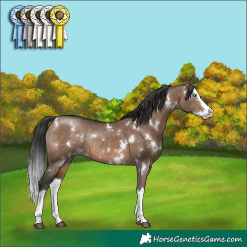 Horse Color:White Spotted Brown Dun Splash Rabicano