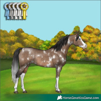 Horse Color:White Spotted Brown Dun Splash Rabicano