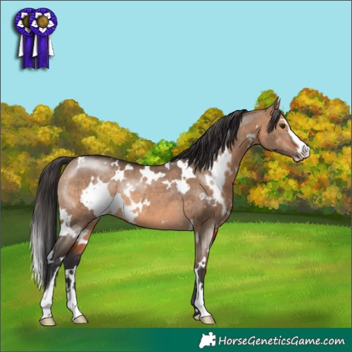 Horse Color:White Spotted Brown Dun Sabino Rabicano