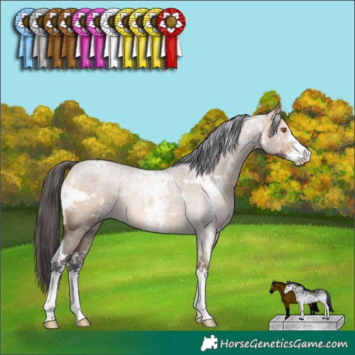Horse Color:White Spotted Bay Dun Sabino Rabicano 