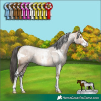 Horse Color:White Spotted Bay Dun Sabino Rabicano