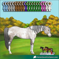Horse Color:White Spotted Brown Dun Sabino Rabicano 