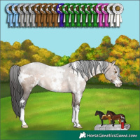 Horse Color:White Spotted Brown Dun Sabino Rabicano 