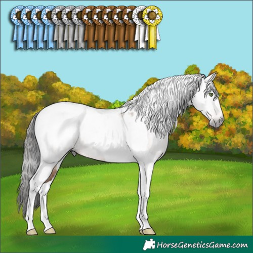 Horse Color:Gray Amber Champagne Tobiano Appaloosa
