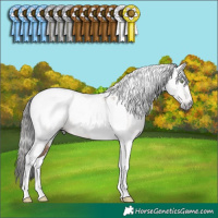 Horse Color:Gray Amber Champagne Tobiano Appaloosa 