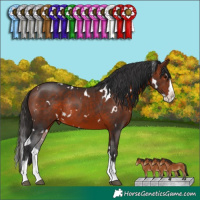 Horse Color:White Spotted Bay Sabino Splash Rabicano