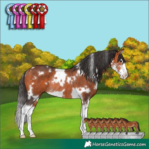 Horse Color:White Spotted Bay Sabino Splash Rabicano 