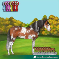 Horse Color:White Spotted Bay Sabino Splash Rabicano 